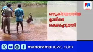 അറ്റൻകോവിലാറ്റിൽ ഒഴുകിയെത്തിയ മ്ലാവിനെ രക്ഷപ്പെടുത്തി വനപാലകർ | Kerala Forest Department