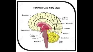 how to draw human brain....easy outline diagram
