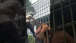 Orang Utan pulls man into cage