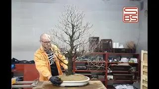 Kr&oacute;l otwartej przestrzeni. Przesadzanie potężnego buka. Repotting a mighty beech.