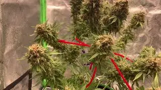 Gsc extreme auto Ilgm before 48hr dark period
