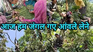 आज हम गए जंगल आंवले लेने..🌳||#trending #dailyvlog #phadilifestyle #pahadivlog #forestvlog  #funny