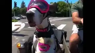 Cani in moto - Dogs in motion