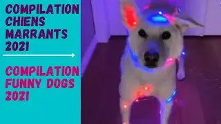 Compilation chiens marrants 2021 / Compilation funny dogs 2021