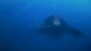 Monkey Swimming id like to be under the sea