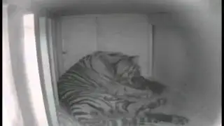 Sumatran Tiger Cub, Week 1 - Sacramento Zoo