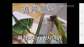 북경여치vs왕사마귀