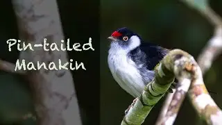 Birds of Brazil Pin-tailed Manakin (Ilicura militaris) - Manaquim-militar