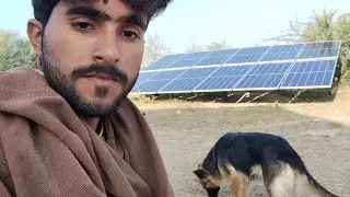Couple of Black Dogs Mating and Crossover Process,dog mating, dog breeding, black dogs mating🥰ao