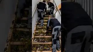 Wooden Stairs Transformed Into Moss Steps #interiordesign #renovation  #transformation