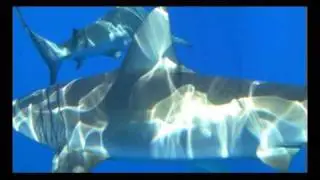 Sanyo CA9 shoots in HD and 9 MP Photos UNDERWATER