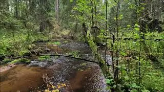 Безумно Приятный Звук Горной Реки * Шум Реки для Глубокого Сна * Расслабляющая Природа