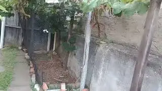 Cachos De Uvas Niágara Rosada Começando a Amadurecer E Muda Nova da Uva Bordô 