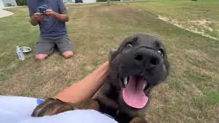 GERMAN SHEPHERD PUPPY/MEET OUR NEW PUPPY/ESSEtheGSD