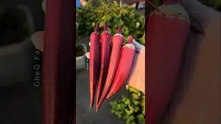 Shocking Vegetables & Fruits Grown in China! #shorts #farming #plants