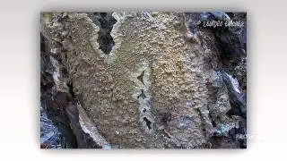 Phlebia livida - fungi kingdom