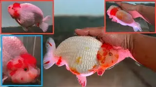 Super Large Ranchu Goldfish Breeders, Producing High Quality Ranchu Goldfish Young 