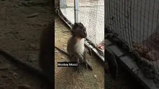 baby monkey confused 😵 #monkey #babymonkey #scaredmonkey #shortvideo #short #shorts #funny #fyp