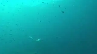 Manta Ray, Thailand, koh lanta (goPrp 3+) Mantarochen