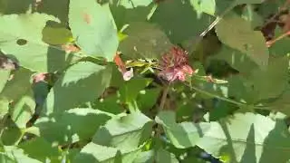 Mutated(???) Bidens alba plant