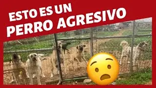 🛑 APRENDE a IDENTIFICAR un PERRO AGRESIVO 🛑(La agresividad NO ES lo que CREES) 😰