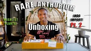 PLANT MAIL UNBOXING Pt 2! | Imported Rare Anthurium Wishlist Plants