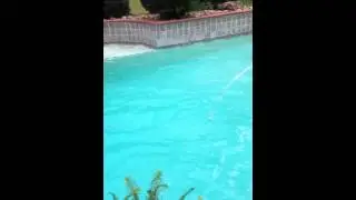 Deer swim