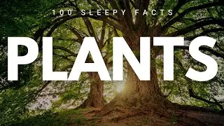 The Most Relaxing Facts About Plants to Fall Asleep To