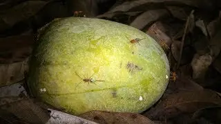 Liberaci&oacute;n masiva del parasitoide Diachasmimorpha longicaudata...--