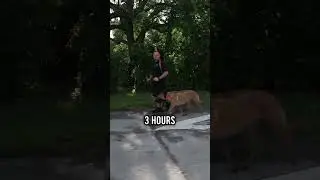 Ready to Own a Belgian Malinois? Not Without Watching This First