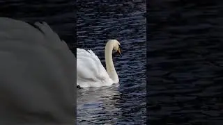 Beauty of Nature- Swans. Subscribe to my Channel.