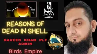 Lovebird Dead in Shell | Why Chicks Die in Egg? | Complete Reason & Guide | #birdsempire 