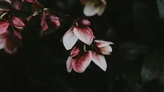 Fading Language // Tomorrow; Never