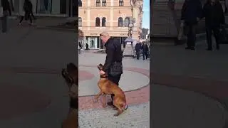 Rhodesian ridgeback LARA training obedience #shorts