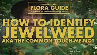 Jewelweed AKA Common Touch-Me-Not - How to Identify Them!  || Nerdy About Nature Flora Guide