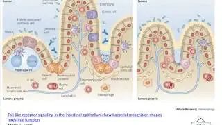 Dr. Laura Greiner - Practical Approaches to Managing Suckling Pig Rotavirus Infection