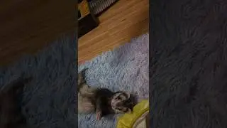 Волшебный пакетик чипсов VVonder