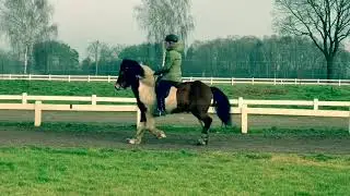 SOLD - Islandpferd - Islandpferd kaufen - Randver fr&aacute; Ytra-Holmi II - TheHorseseller