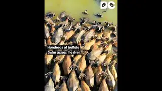 Spectacular! Hundreds of buffalo swim across the river   百牛渡江