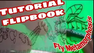Tutorial Flipbook Fly Metamorphosis #part 3