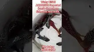 Trichy BISMI AQUARIUM imported kamfa flowerhorn fish new stock sales WhatsApp number 9597862149