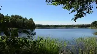 One day with nature: Free forest HD video chroma key background sample Latvia nature birds sound #10