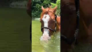 Funny horse mouth #fyp #funny #horse #foryou #horses #cute #usa #funnyvideos #tiktok