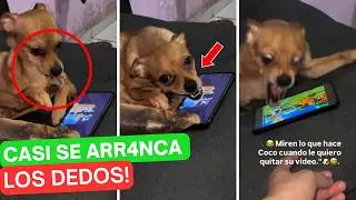 PERRO casi se 4RRANCA sus propios dedos por culpa de su due&ntilde;o! 😱