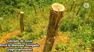 Tutorado para mora, el primer paso para un buen sostenimiento del cultivo. @agrocaminate1