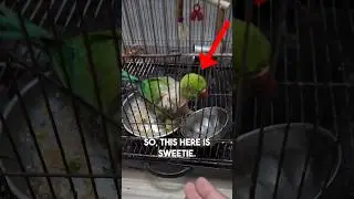 This Is How I Rescued a Parrot 💔 | Real Story ❤️