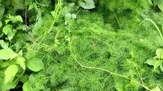 scenery video