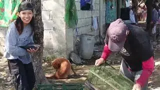 Paldo nanamin kami puro mamaw na tilapia daming pang benta🐟🐟