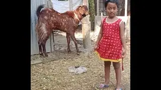 শিরোহি ছাগল চেনার সঠিক নিয়ম