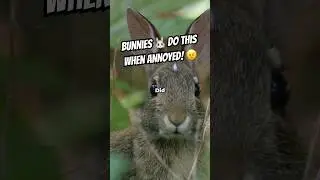 The Mind-Blowing Bunny Behavior You&rsquo;ve Never Noticed 🐇🤯